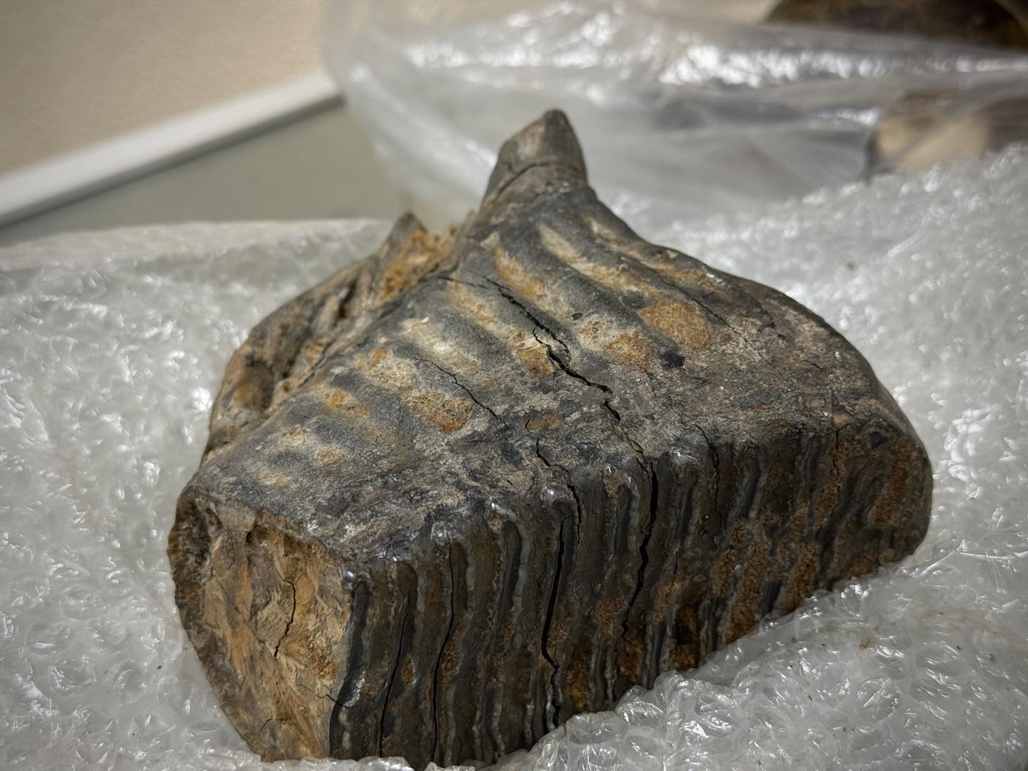 Київські митники передали Національному науково-природничому музею 62 конфіскованих предмети (фото)