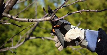 Українка вкладе 3,2 млн гривень в озеленення і догляд за деревами