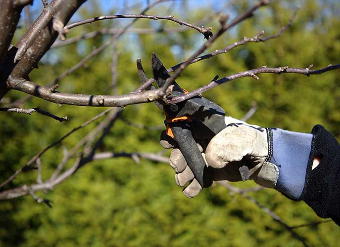 Пристолична громада витратить 2 млн гривень на обрізку дерев та сухостою