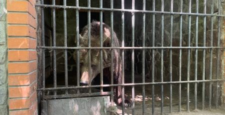 Зоозахисники заявили про жорстоке поводження з ведмедицями у Білій Церкві