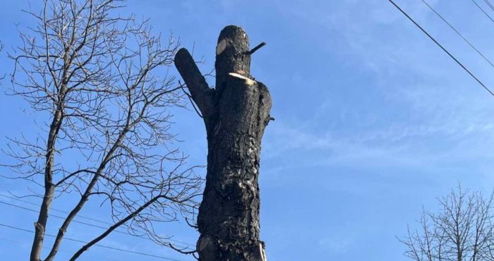 Обухів заплатить 5,3 млн гривень за кронування дерев