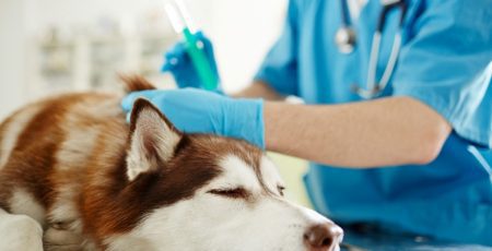 У Димері проводитимуть вакцинацію тварин проти сказу