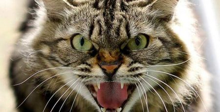 У Гостомелі зафіксували випадок сказу