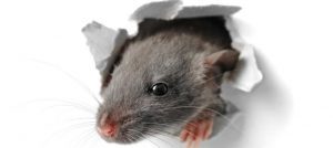 В школах і садочках Солом’янки за 1 млн гривень витравлять щурів і тарганів