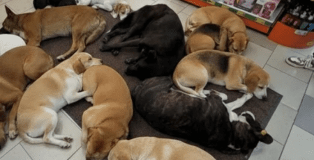 Держпродспоживслужба Київщини радить власникам продуктових магазинів обачливо гріти безпритульних тварин