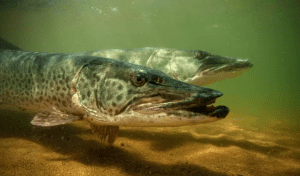 На водоймах Києва та області 15 лютого розпочинається заборона на вилов щуки