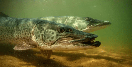 На водоймах Києва та області 15 лютого розпочинається заборона на вилов щуки