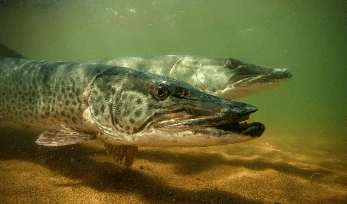 На водоймах Києва та області 15 лютого розпочинається заборона на вилов щуки