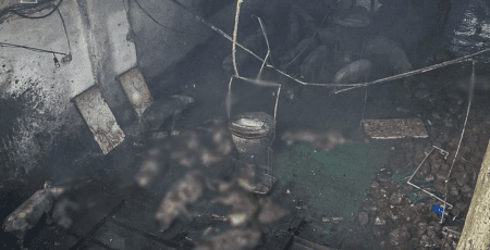 На Харківщині росіяни атакували дронами ферму: загинуло 100 свіней (фото)