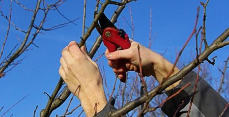 Гребінки спрямовують півмільйона гривень на обрізку дерев та кущів