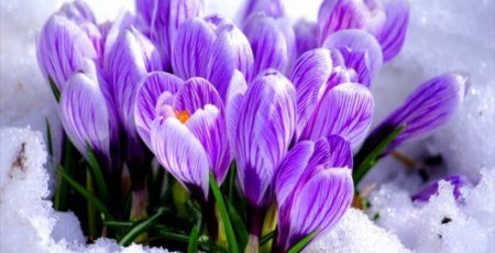 На Київщині стартувала операція «Первоцвіт-2026»