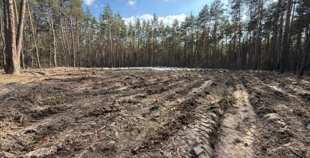 У Києві висадили 3 тисячі саджанців сосни на ділянці, що зазнала пошкоджень унаслідок удару рф