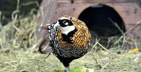 У вольєрах фазанів в КиївЗоо встановили нові затишні гніздові будиночки (фото)