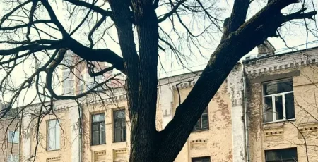 На столичному Печерську з’явилася нова ботанічна пам’ятка природи - Дуб Миколи Пимоненка
