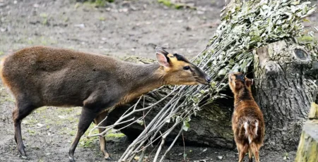 Зоопарк Києва витратить 15 млн гривень на сіно і гілковий корм