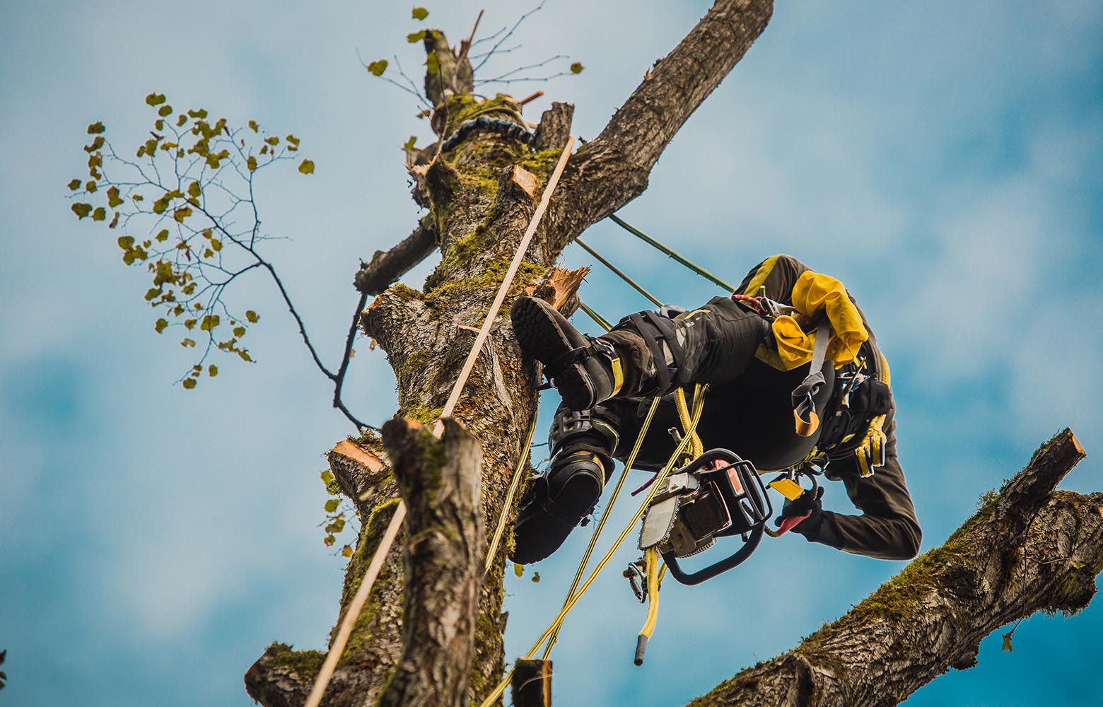 Велика Димерка за 1 млн гривень боротиме сухостій