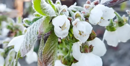 У столиці та пристоличному регіоні найближчими днями знову очікуються заморозки