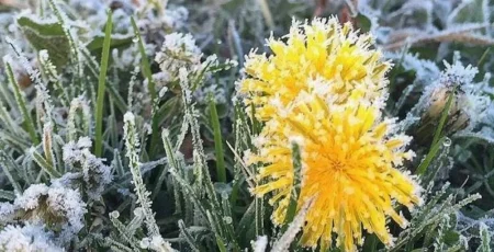 Щоночі 9–11 квітня в Києві та пристоличному регіоні очікуються заморозки ґрунту