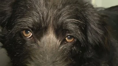 На Бучанщині правоохоронці розпочали розслідування щодо жорстокого поводження з собакою