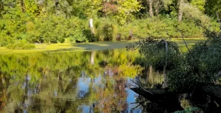 Прокуратура вимагає надати заповідний статус урочищу Горбачиха