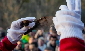 У Голосіївському нацпарку випустили в дику природу кажанів, вухатих та лиликів