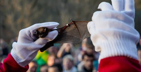 У Голосіївському нацпарку випустили в дику природу кажанів, вухатих та лиликів