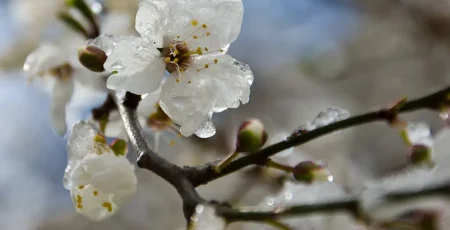 На Київщині в ніч на 20 квітня очікуються заморозки