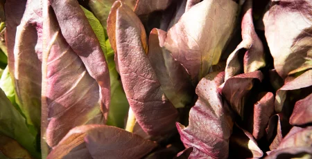 У Києві цього тижня пройдуть традиційні сільськогосподарські ярмарки (локації)