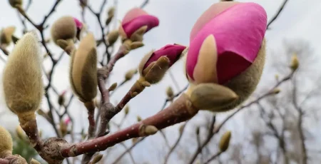 У Києві починається пора цвітіння сакур і магнолій (локації)