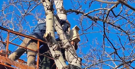 Парки та сквери Києва поповнились 60-ма будиночками для птахів (фото)