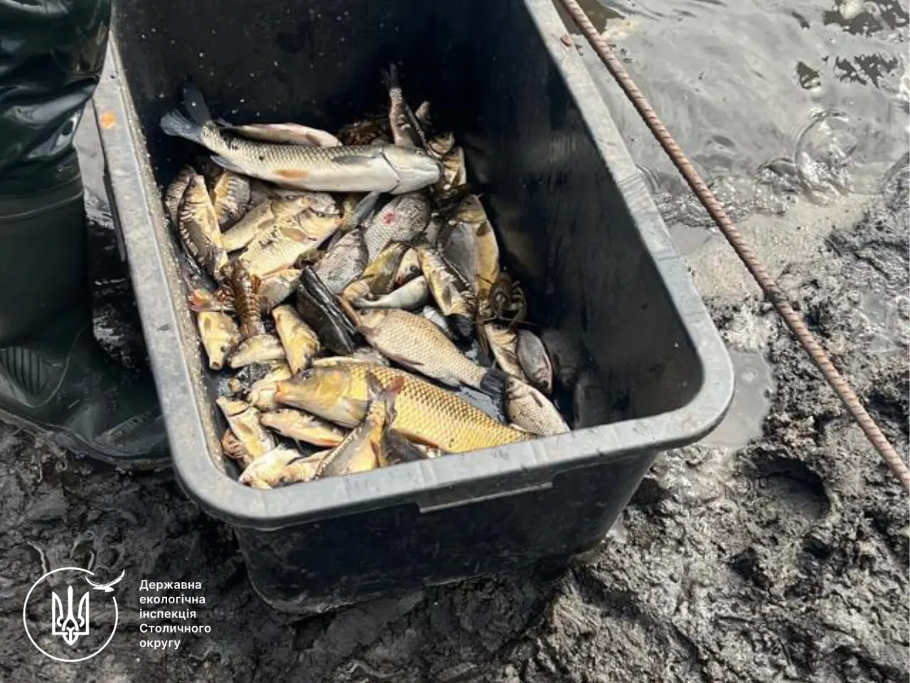 Під Володаркою зупинили незаконний вилов карася і окуня