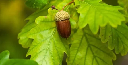 У Яготині екологи обстежать одинадцять вікових дубів