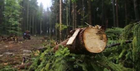 На Київщині через суд стягнули понад 5 млн грн за незаконну вирубку лісу