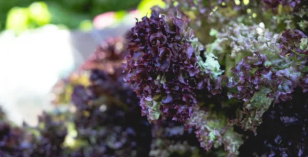 У Києві відбудуться продуктові сільськогосподарські ярмарки (локації)