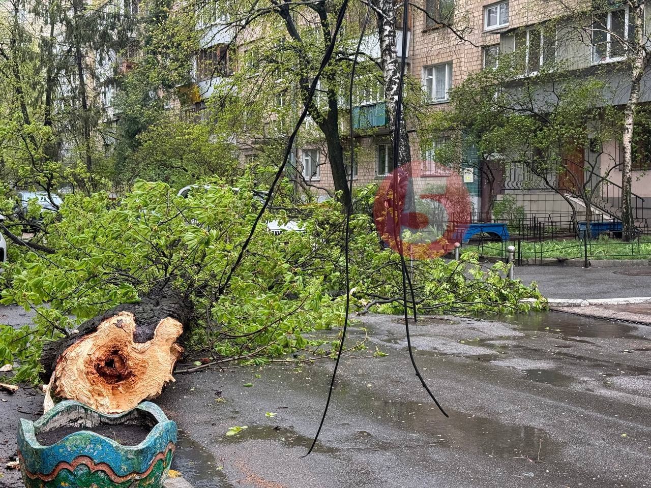 Негода у Києві та області: повалені дерева, обірвані лінії електропередач
