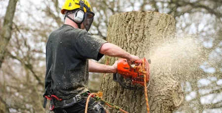 Гребінки витратять 1 млн гривень на видалення дерев