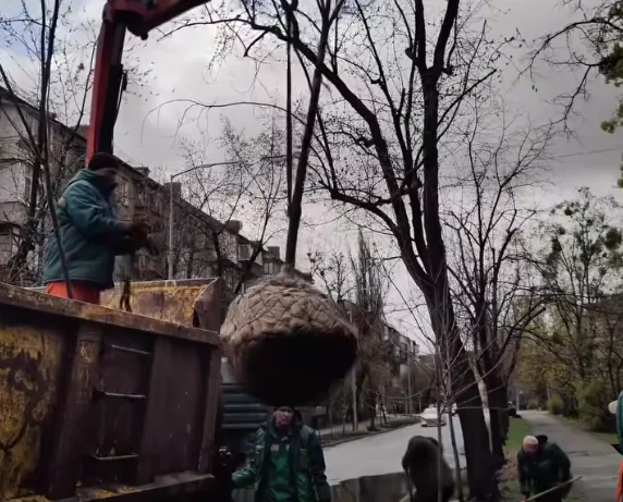 У Дніпровському районі комунальники висадили сріблясті клени (відео)
