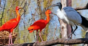 Ібіси та чепури Київського зоопарку повернулися на свій літній майданчик (фото)