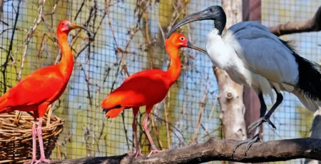 Ібіси та чепури Київського зоопарку повернулися на свій літній майданчик (фото)