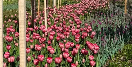 У Подольскому районі висадили 65 тисяч тюльпанів (локації)