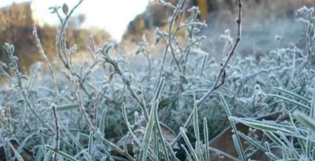 У ніч на 24 квітня на Київ і область знову прийдуть заморозки