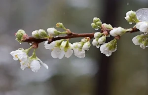 У Києві та області найближчими днями знову очікуються пориви вітру і заморозки