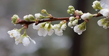 У Києві та області найближчими днями знову очікуються пориви вітру і заморозки