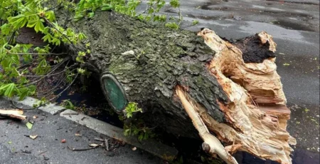 У Печерському районі Києва через негоду зламався 150-річний каштан Іващенка (відео)