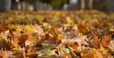 За вивезення опалого листя зі шкіл і садочків Солом’янки заплатять 3,7 млн гривень