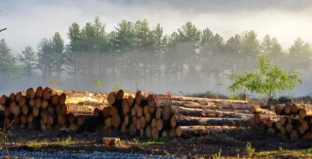 Лісництво у Сухолуччі витратить 1,98 млн гривень на заготівельні послуги
