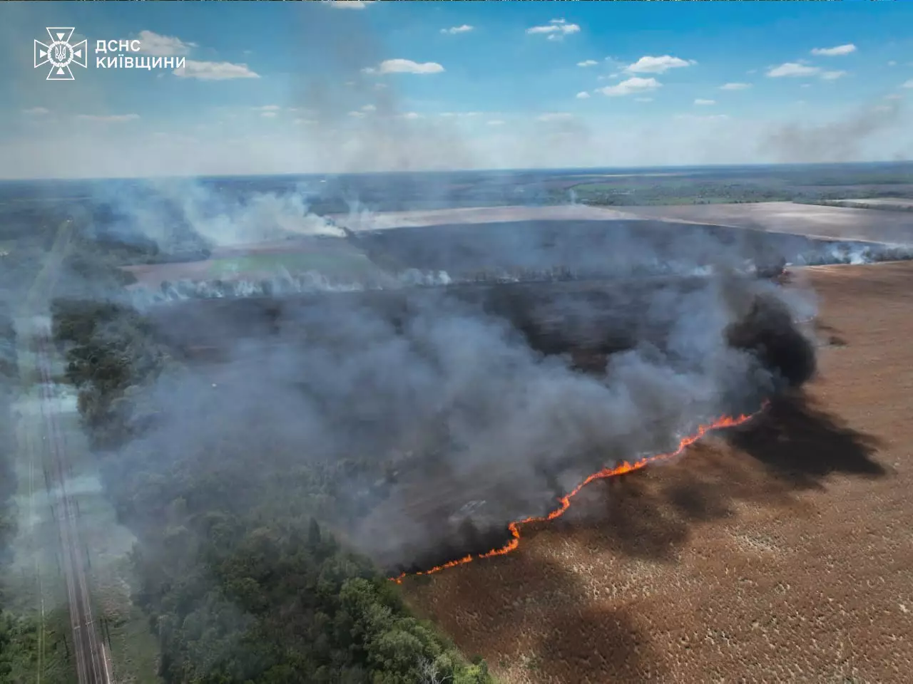 На Київщині з пожеж врятували двох оленят (фото, відео)