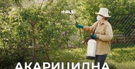 У Святошинському районі заплановано обробку зелених зон від кліщів (адреси)