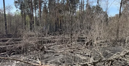 У Чорнобильській зоні триває ліквідація пожежі, вогонь пройшов близько 1200 га (фото)