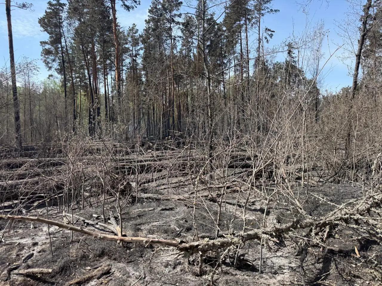 У Чорнобильській зоні триває ліквідація пожежі, вогонь пройшов близько 1200 га (фото)